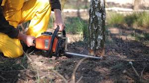 Reliable Rockford, MN Tree Removal Solutions