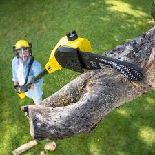 Best Commercial Tree Services  in Rockford, MN