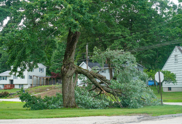 Best Utility Line Clearance  in Rockford, MN