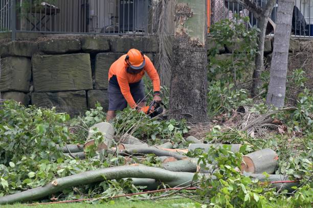  Rockford, MN Tree Removal Pros