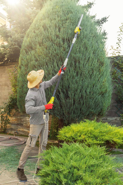 Best Fruit Tree Pruning  in Rockford, MN